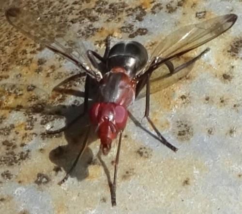 Réf. 355 077 : Cephalia rufipes